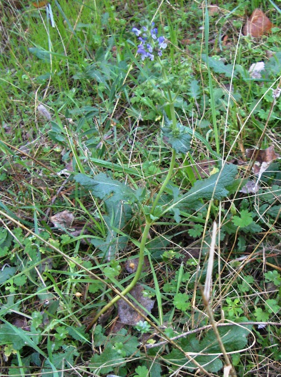 Salvia clandestina